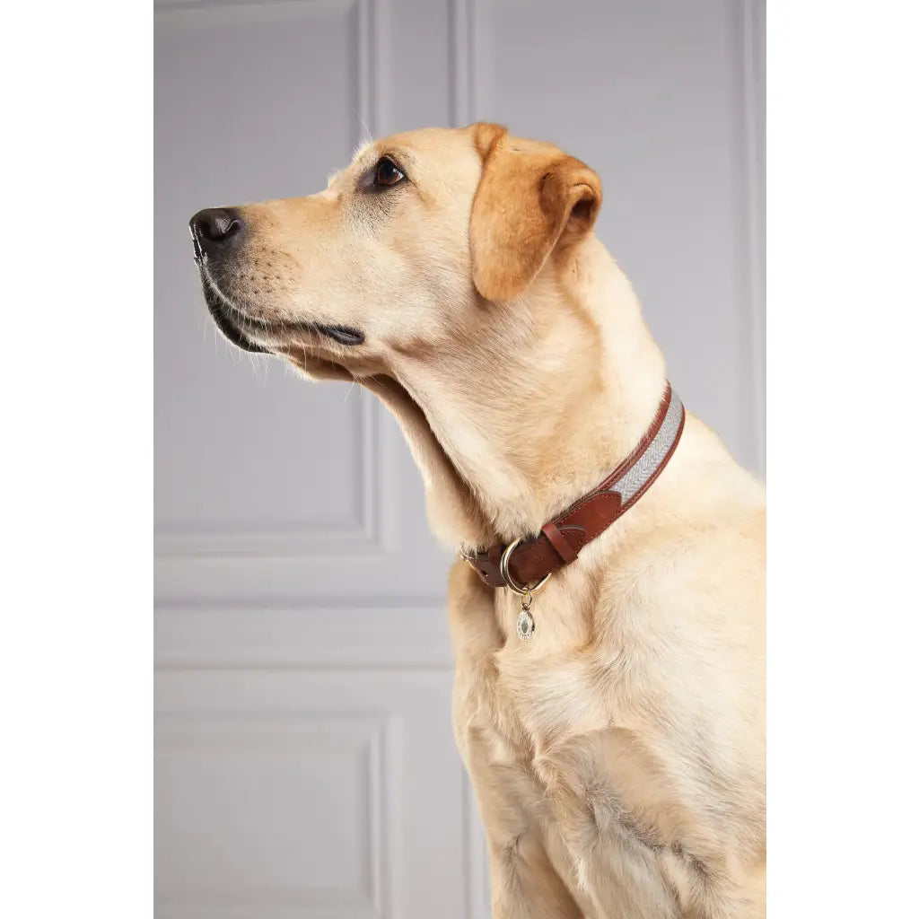 Classic Dog Collar - Chestnut & Tweed Dog Accessories