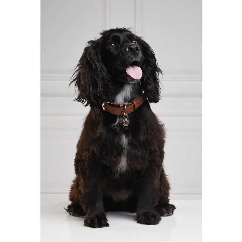 Classic Dog Collar - Chestnut & Tweed Dog Accessories