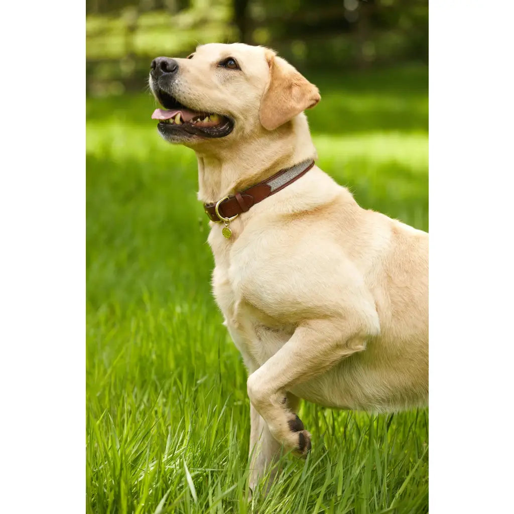 Classic Dog Collar - Chestnut & Tweed Dog Accessories